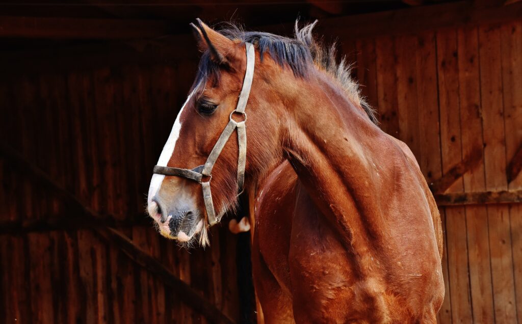 horse for sale in Colorado