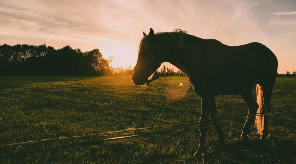 Colorado Equine Law - Kanthaka Group